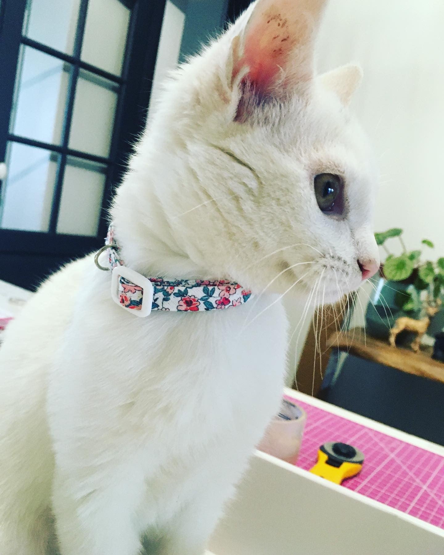 Collier chat anti étranglement tissu au choix