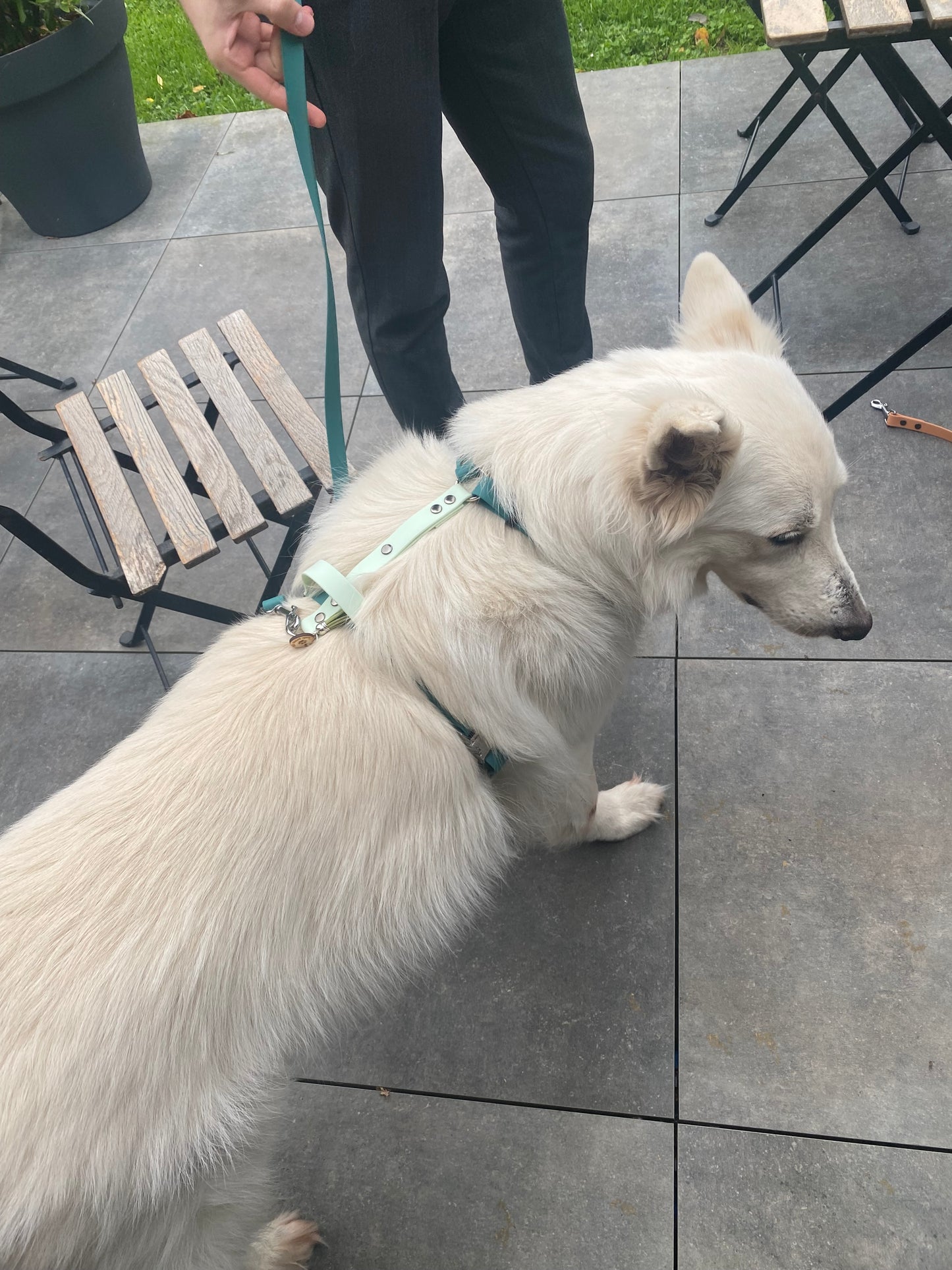 Harnais en H ajustable et imperméable pour chien - vert et vert clair