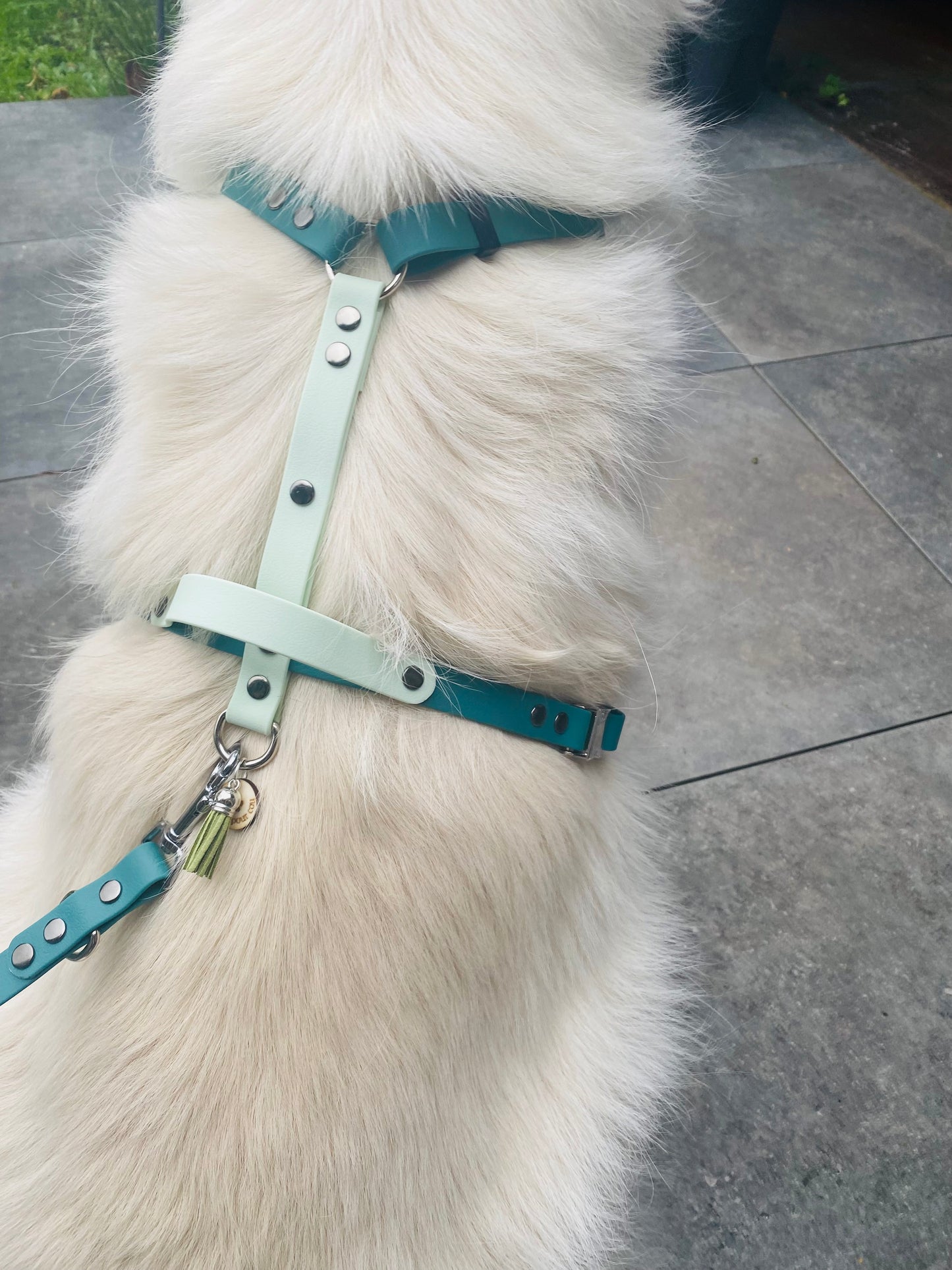 Harnais en H ajustable et imperméable pour chien - vert et vert clair