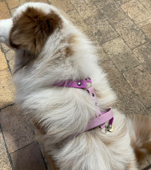 Harnais en H ajustable et imperméable pour chien - parme et lavande