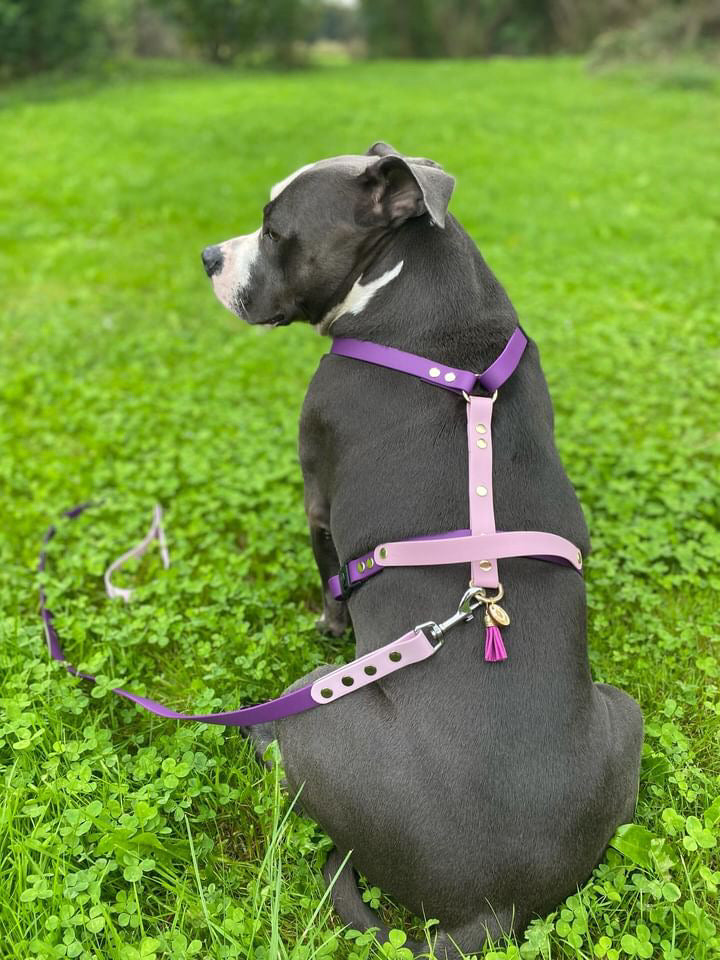 Harnais en H ajustable et imperméable pour chien - violet parme
