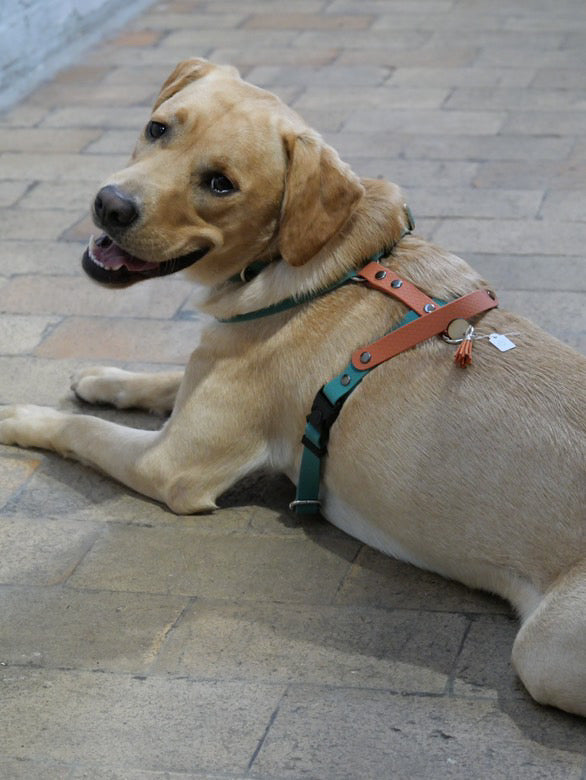 Harnais en H ajustable et imperméable pour chien - vert et terracotta