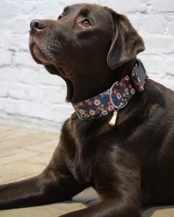 Collier en tissu et sangle pour chien – Réglable et personnalisable collection Raven