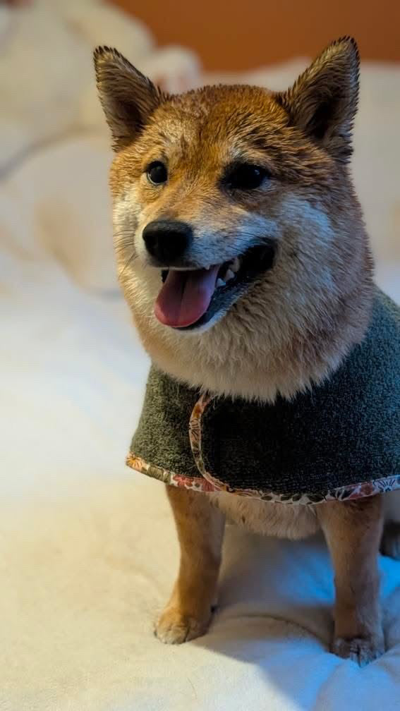 Peignoir pour chien en coton éponge Premium aux choix